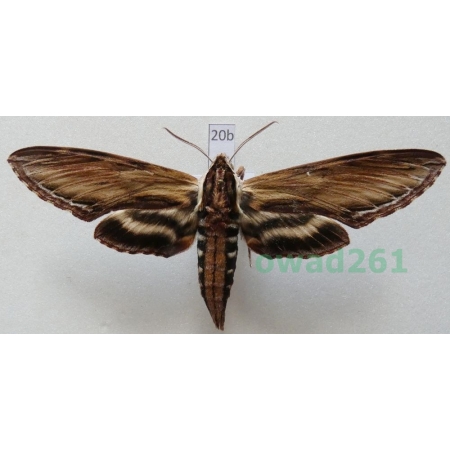 Sphinx kalmiae J.E. Smith, 1797 ex. ovo Canada 97mm20b
